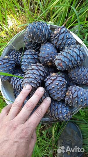 Свежая Шишка кедровая подарочная ароматная