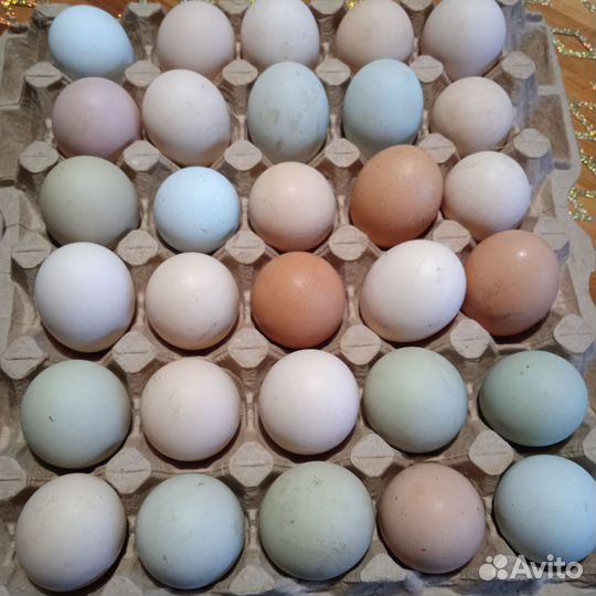 Инкубационное яйцо