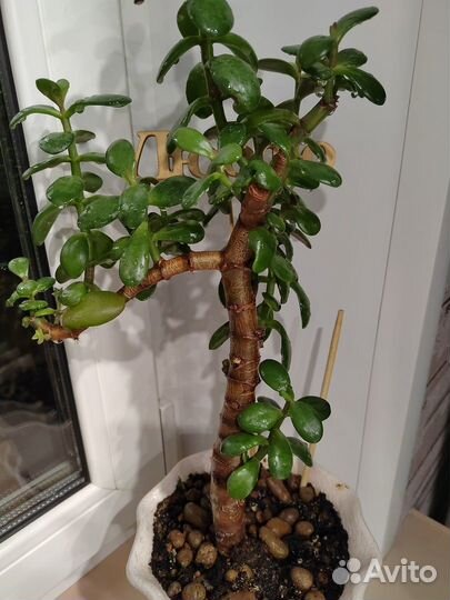 Денежное дерево толстянка