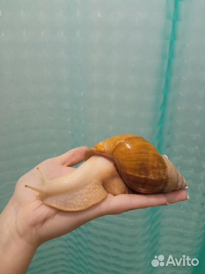 Улитки ахатины альбиносы