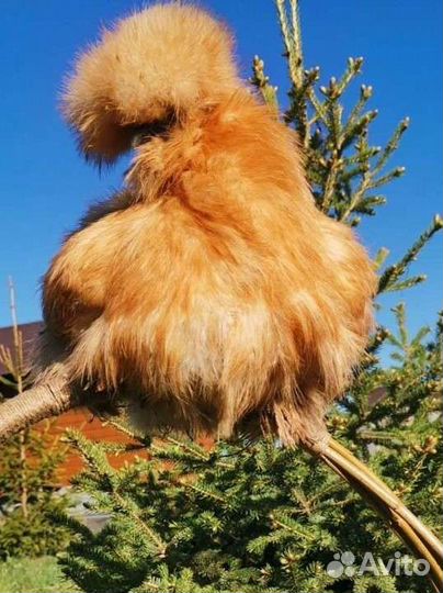 Инкубационное яйцо