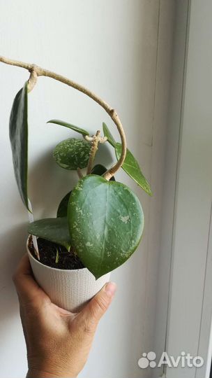 Хойя Acuta 997 spot liys