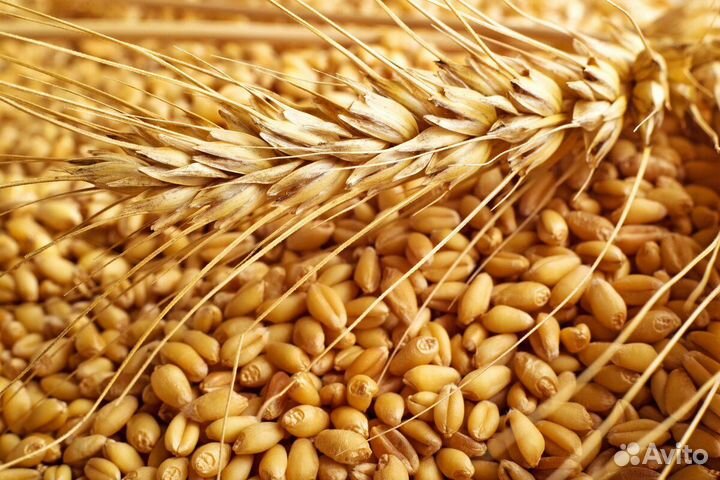 Продаётся пшеница