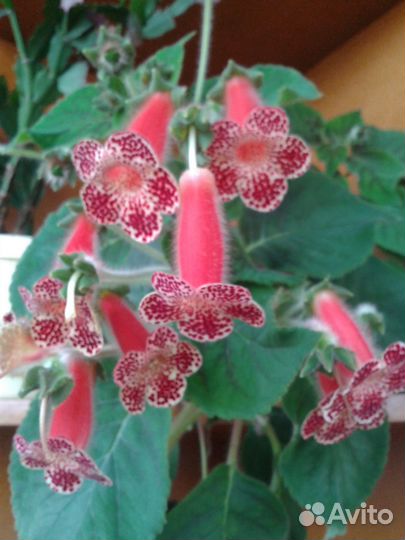 Комнатные домашние цветы