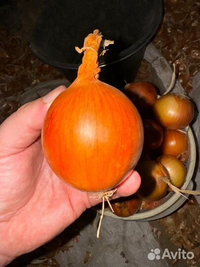 Лук опт склад