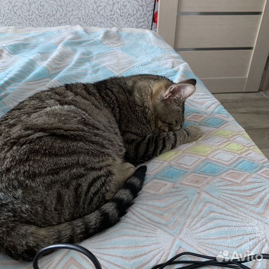Кот бесплатно