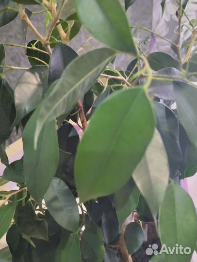 Аспирагус, фикус, цисус ромбовидный, традесканция