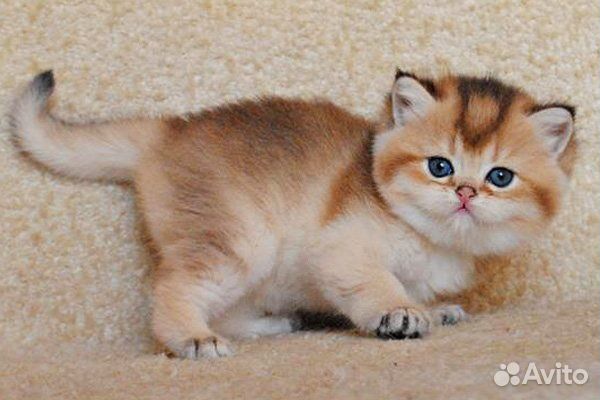 Золотые котята