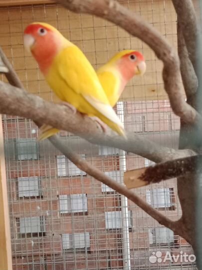 Пара неразлучников