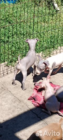 Агт щенки,ркф