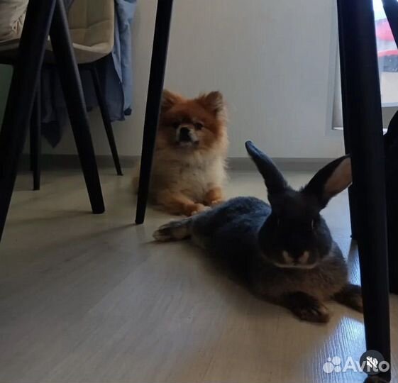 Декоративные кролик