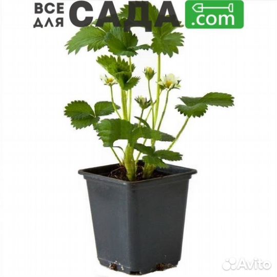 Саженцы клубники Лорд