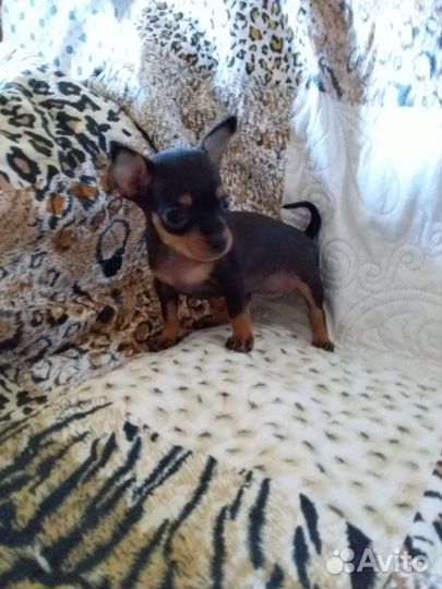 Щенки тойтерьер мини