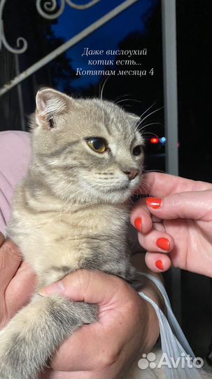 Шотланский вислоухий котенок