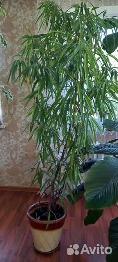Фикус бенджамина большой