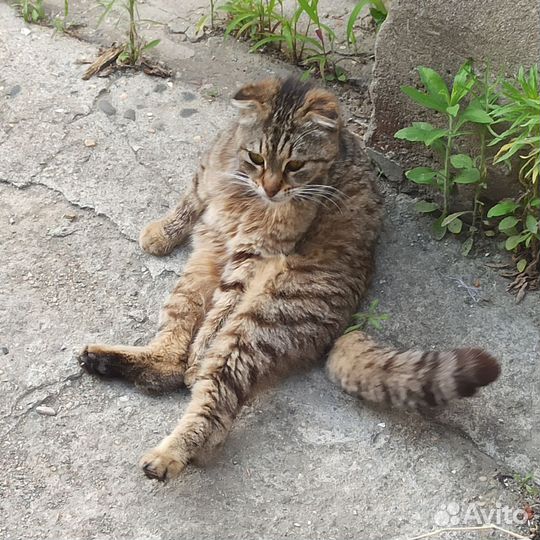 Вислоухая кошка