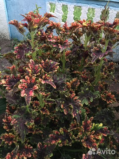 Колеусы вегетативные