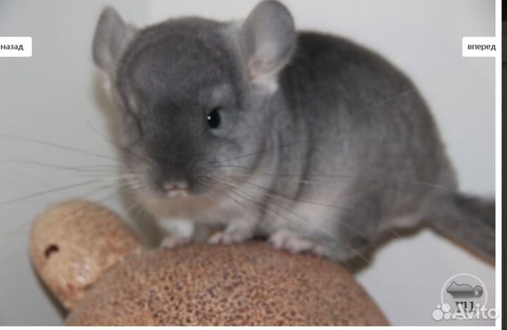 Шиншилла самочка бархатный сапфир,нос.ангоры, нф