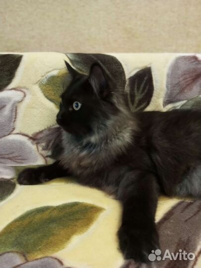 Кошка, ответственному человеку