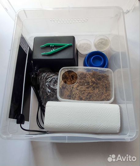 Ручные драконы - Эублефары