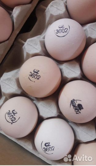 Инкубационное яйцо