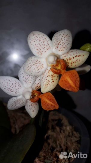 Орхидея фаленопсис