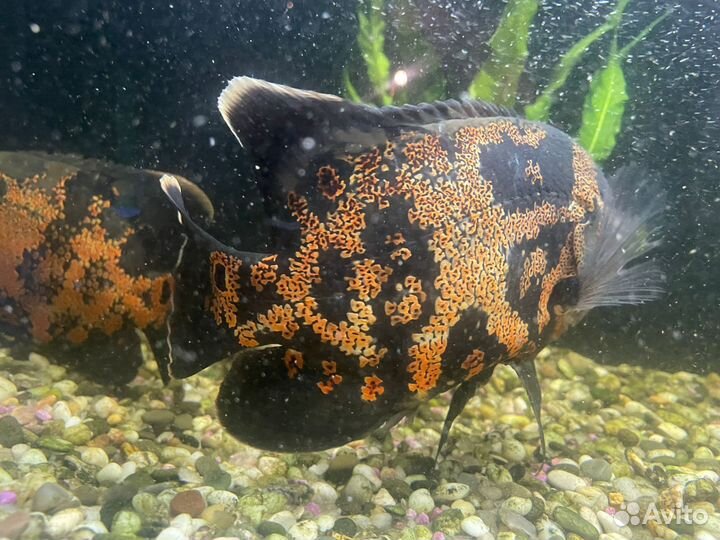 Глазчатый астронотус. Пара