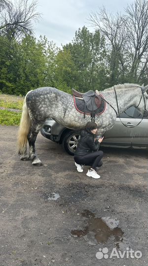 Олени упряжки, лошади, пони