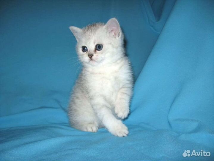 Котята шотландские