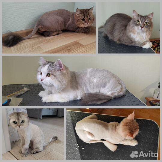 Грумер стрижка собак и кошек