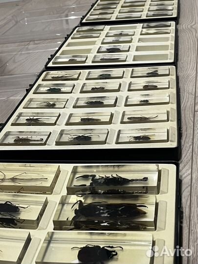 Насекомые и их знакомые