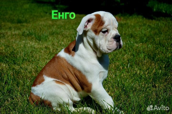 Английский бульдог