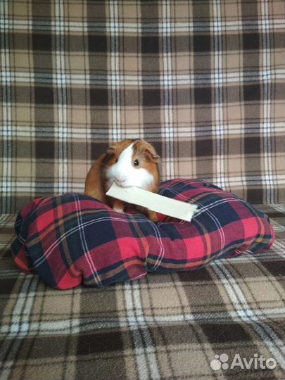 Морская свинка