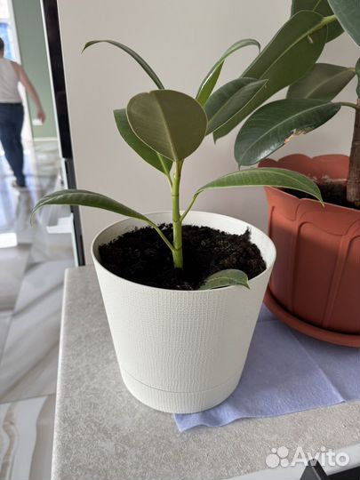 Продам фикусы