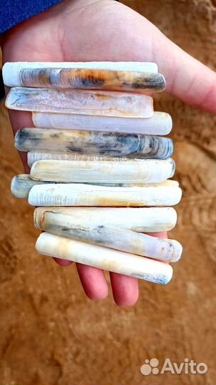 Ракушка Морской черенок. Набор Ракушки