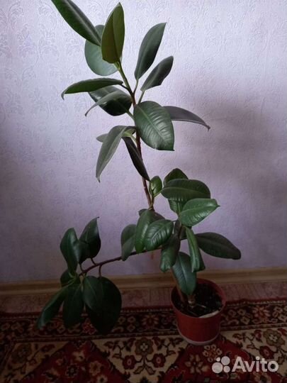 Фикус. Герань розебудная 3шт