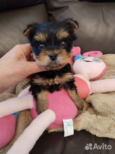 Йоркширский терьер мальчик и девочка