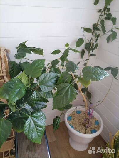 Гибискус китайская роза