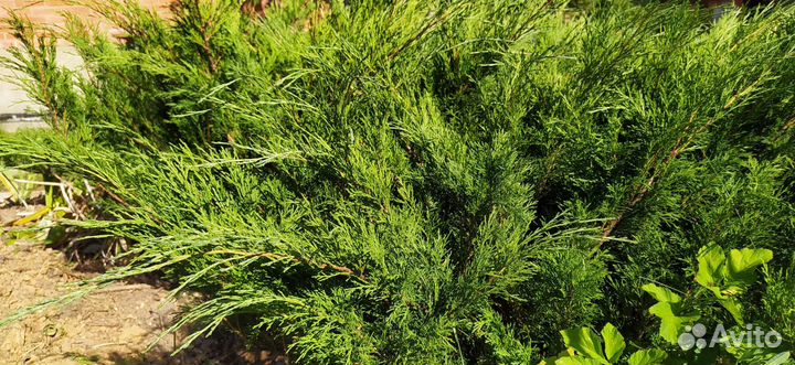 Можжевельник казацкий Лаванда