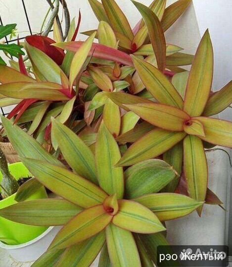 Традесканции сортовые редкие