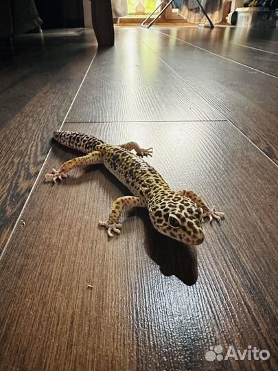 Ящерица эублефар