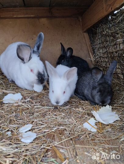 Крольчата