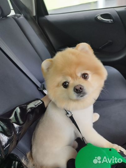 Случка шпиц