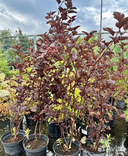 Пузыреплодник Ред Барон