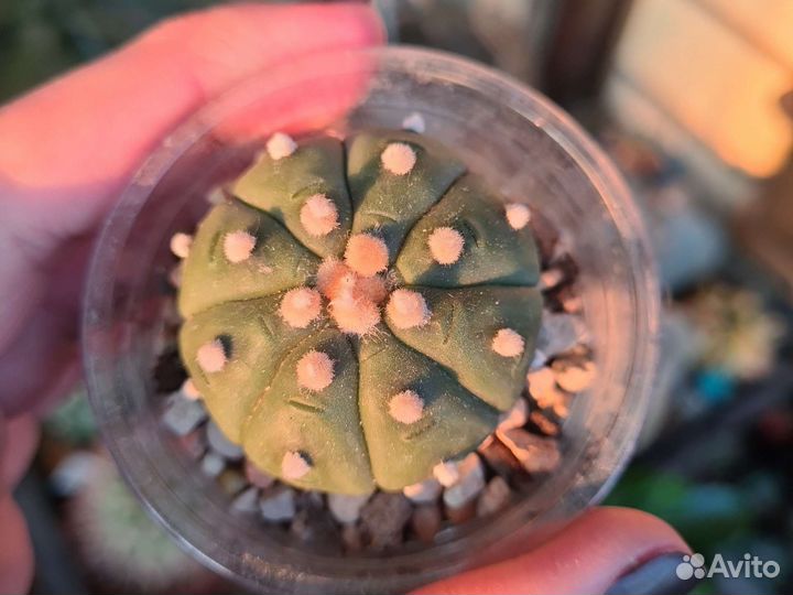 Кактусы коллекционные Астрофитум астериас