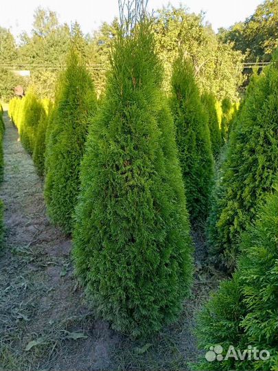 Туя Смарагд