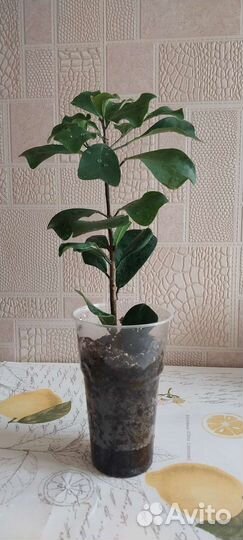 Фикус кратеролистный (кратеростома)