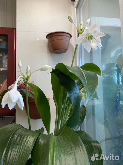 Эухарис (амазонская лилия)