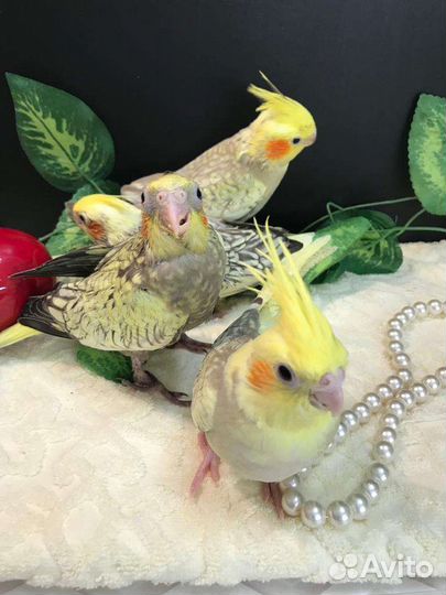 Выкормыши попугаев