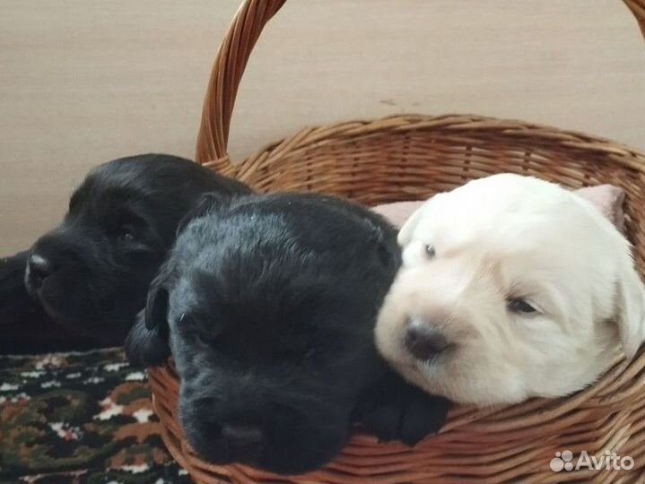 Щенки лабрадора